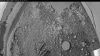 Web Cam Image - Fri, 07/11/2025 9:49am PDT