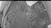 Web Cam Image - Sat, 06/27/2026 7:49pm PDT