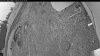 Web Cam Image - Wed, 05/13/2026 4:49am PDT