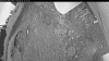 Web Cam Image - Tue, 06/30/2026 8:04pm PDT