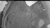 Web Cam Image - Mon, 06/29/2026 2:59am PDT
