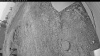 Web Cam Image - Tue, 09/02/2025 12:14pm PDT