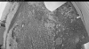 Web Cam Image - Sat, 07/04/2026 8:14pm PDT
