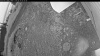 Web Cam Image - Tue, 06/30/2026 3:09am PDT