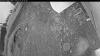 Web Cam Image - Wed, 07/01/2026 3:34am PDT