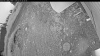 Web Cam Image - Wed, 07/01/2026 3:29am PDT
