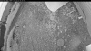Web Cam Image - Thu, 07/02/2026 2:44am PDT
