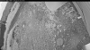 Web Cam Image - Thu, 07/02/2026 2:39am PDT