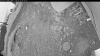 Web Cam Image - Mon, 06/29/2026 3:24am PDT