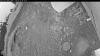 Web Cam Image - Mon, 06/29/2026 3:14am PDT