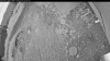 Web Cam Image - Thu, 07/02/2026 3:39am PDT