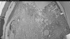 Web Cam Image - Thu, 07/02/2026 3:29am PDT
