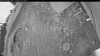 Web Cam Image - Wed, 07/01/2026 2:59am PDT