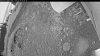 Web Cam Image - Tue, 06/30/2026 3:19am PDT