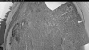 Web Cam Image - Wed, 05/13/2026 4:49am PDT